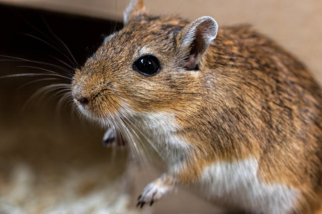 Ratten & Mäuse
